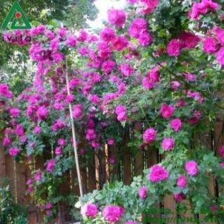 Cây hoa hồng tường vi màu hồng phấn