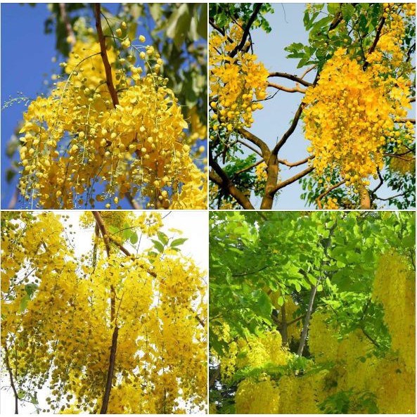 Hạt giống hoa Muồng Hoàng Yến ( hoa osaka ) 20 hạt/gói