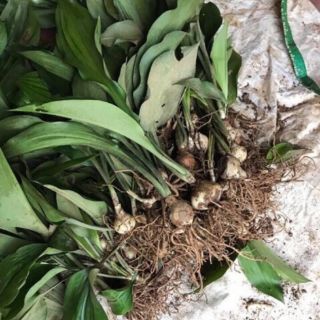 Củ cây ngọc trâm