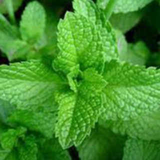 Nước Thảo Mộc Bạc Hà ( Peppermint Hydrosol )