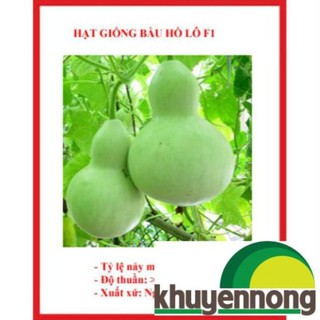 5 hạt Bầu hồ lô cao sản