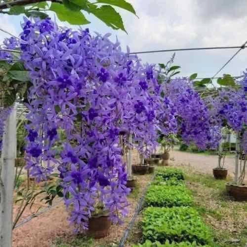 Cây hoa mai xanh thái chơi Tết