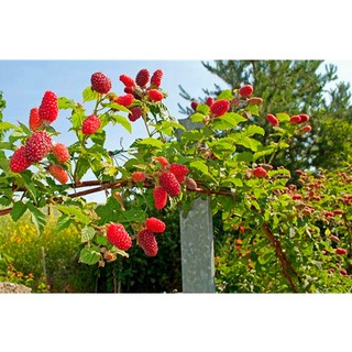 HẠT GIỐNG MÂM XÔI ĐỎ