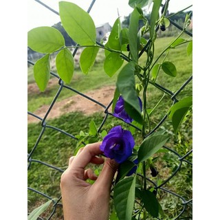combo 5kg hoa đậu biếc