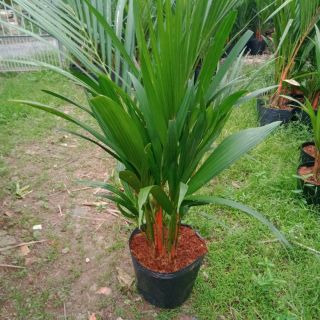 Cây 🌲 Cau đỏ.....phong thủy