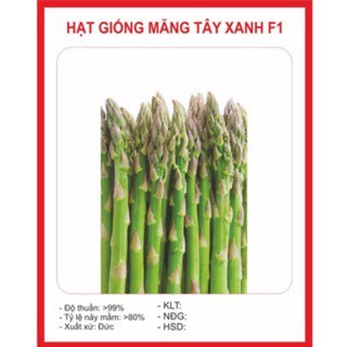 Hạt Giống Măng Tây Xanh F1 rau nhiều chất dinh dưỡng, rau ròn, ngọt R024