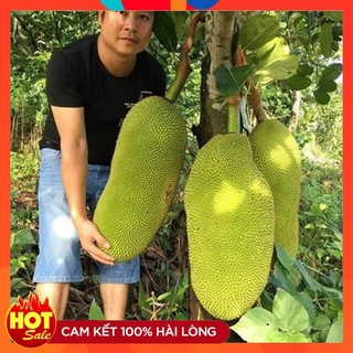 CÂY GIỐNG MÍT MALAYSIA QUẢ DÀI NĂNG SUẤT CAO QUẢ NẶNG 20-40KG