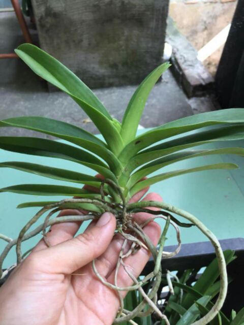 Vanda thái cây giống