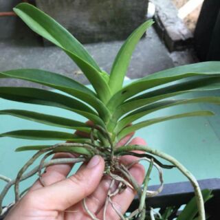 Vanda thái cây giống