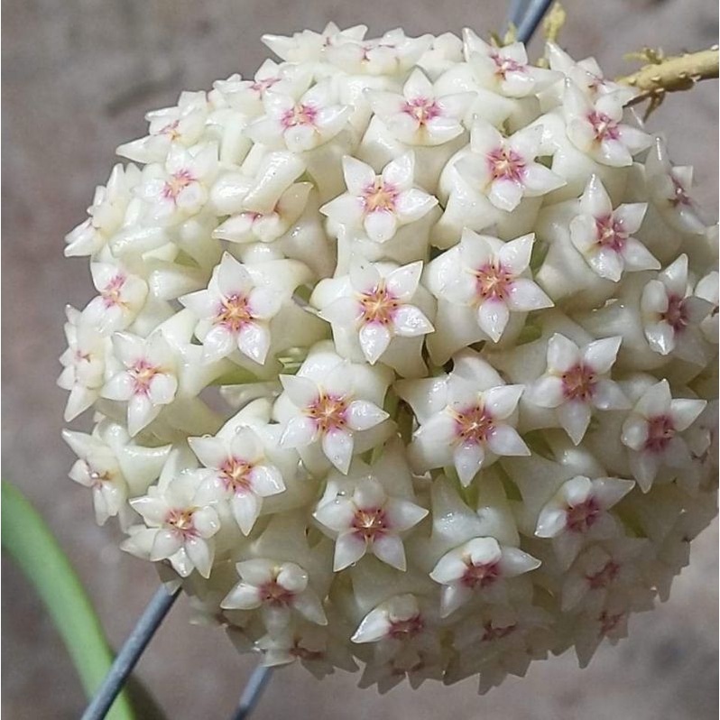 Chậu cây cẩm cù Hoya Verticillata lá lớn hoa thơm
