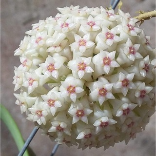 Chậu cây cẩm cù Hoya Verticillata lá lớn hoa thơm