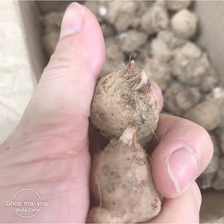 Củ môn đủ màu,sẵn mầm,bao sống 100%
