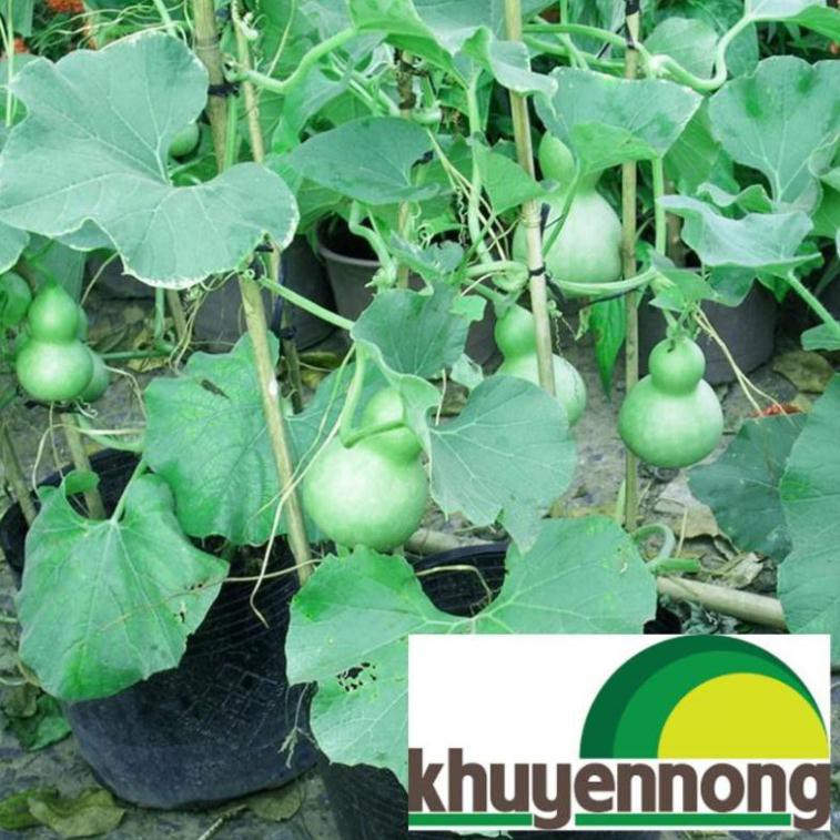 5 hạt giống bầu hồ lô mini