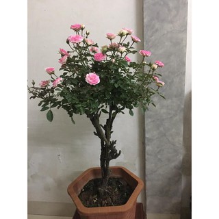 COMBO 3 Cây hoa hồng thân gỗ (tree rose đang mầm đẹp)
