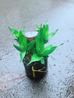 Phát Tài Mini