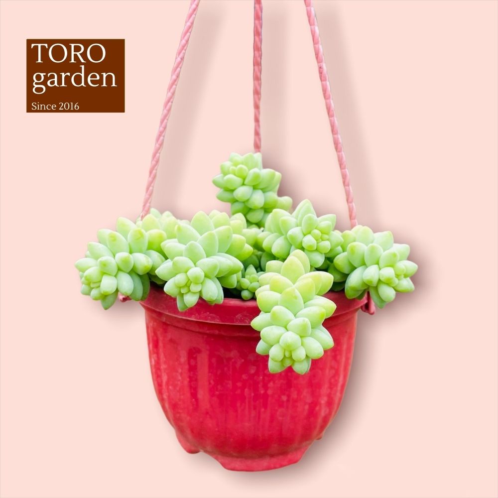 Sen đá chuỗi ngọc bi trồng chậu treo Đà Lạt size 9cm cây cảnh trang trí nhà cửa Toro garden