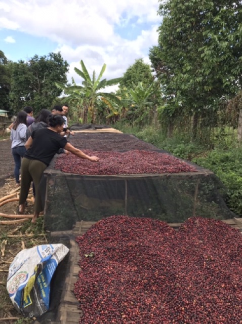 1kg cà phê nhân xanh Robusta Kon Tum S16 chưa rang