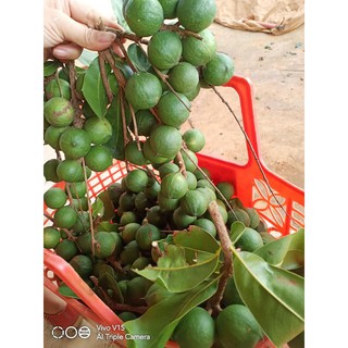 Hạt Macca mắc ca Đaklak 500g size 19~22mm/hạt