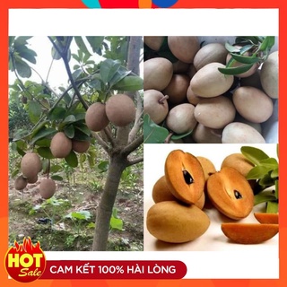 Cây Giống Hồng Xiêm Xoài ( saboche) ( 3 Cây ) Quả To Ngọt Đậm Cây Ghép Có Quả Sau 12 Tháng