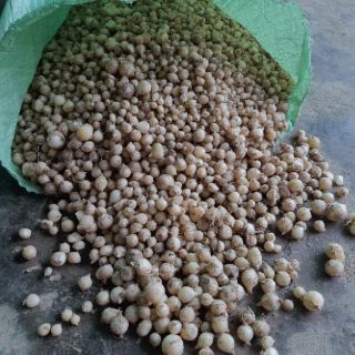Củ nén, hành tăm Quảng Bình (1000g)