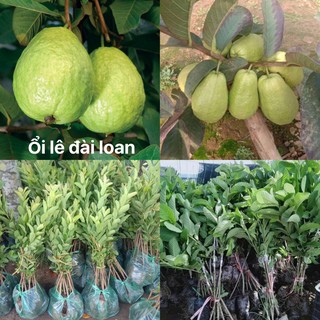 cây ổi giống các loại ( chọn giống qua ghi chú )