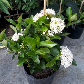 Trang Mỹ Trắng( mẫu đơn trắng)