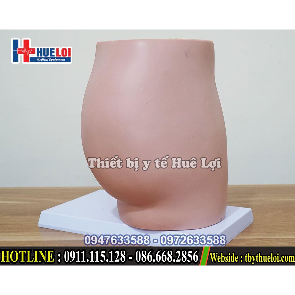 Mô hình giải phẫu bộ phận sinh dục nữ