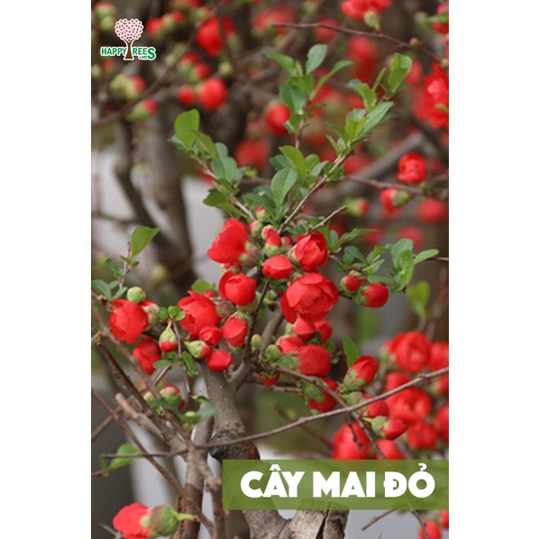 Cây mai đỏ trưng tết 2022 (Mai đỏ hàng độc siêu đẹp )