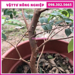 2 cây giống nho thân gỗ tứ quý