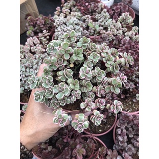 Sen đá Huyết Rồng Var