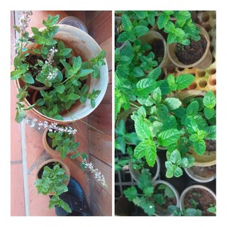 Cây sương sáo (làm thạch đen sương sáo)
