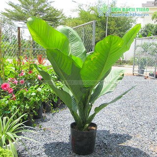 Cây đại phú gia đẹp giá rẻ