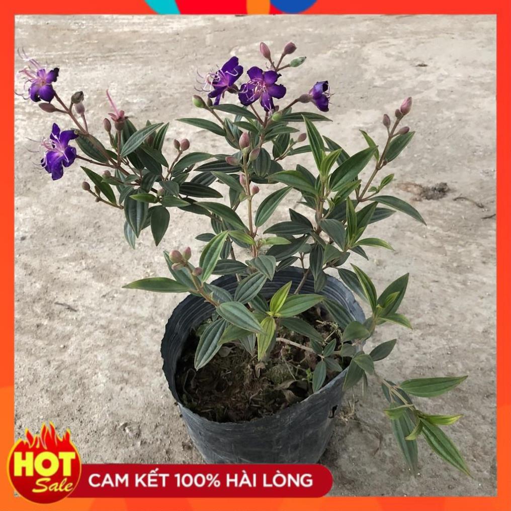 Cây hoa SIM TÍM trồng bịch đen to, chiều cao 35-40cm, cây nhánh sum suê hoa tím nở rộ.