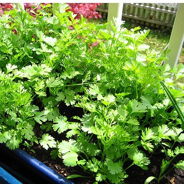 Hạt giống rau mùi ( Mùi ta - mùi cồn tía 20gr )