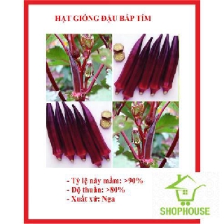 Shophouse 40 hạt giống đậu bắp tím đậu băp tím shop house tết khuyến mại