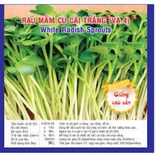HẠT GIỐNG RAU MẦM CỦ CẢI TRẮNG