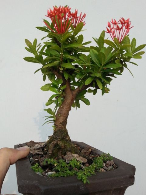 Hoa Trang bonsai mini