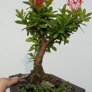 Hoa Trang bonsai mini