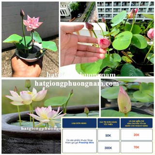 10H - HẠT GIỐNG HOA SEN MINI