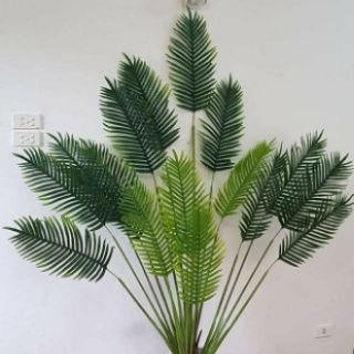 Cây lá cọ cao met6 -met8