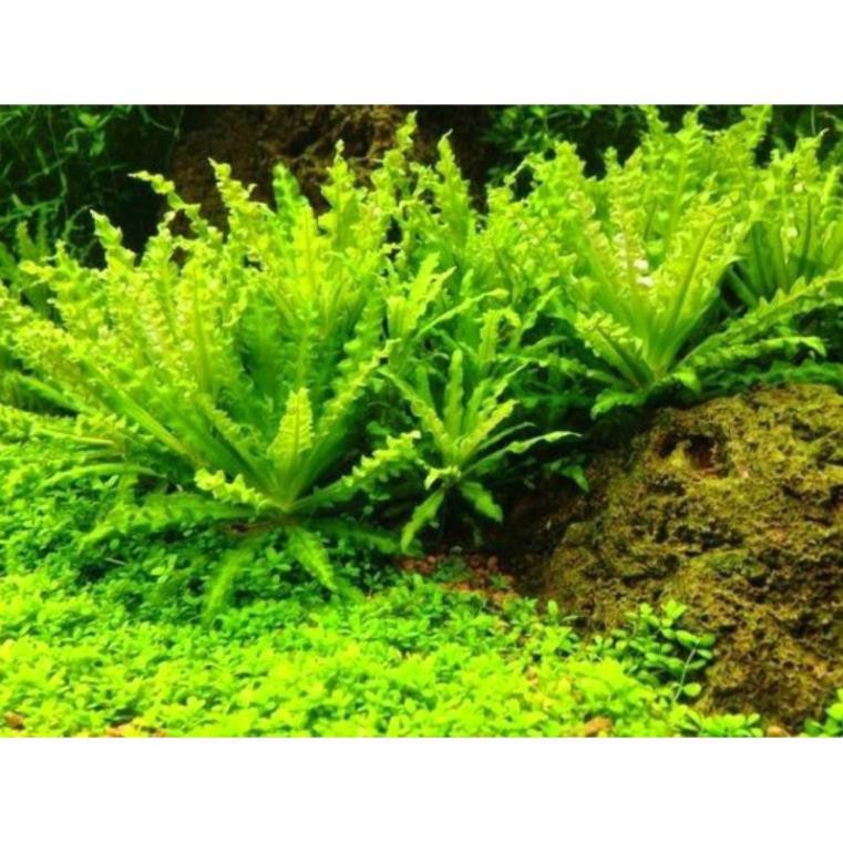 Cây Sao Nhỏ - Cây thủy sinh đẹp, giá tốt (Pogostemon Helferi) - Phụ kiện  trang trí hồ thủy sinh | Shopee Việt Nam