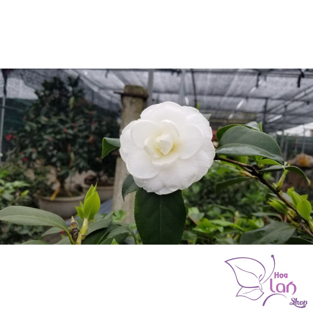 Trà My Cổ 🌸FREESHIP🌸 BẠCH TRÀ - CUNG ĐÌNH HỒNG - THÂM BÁT DIỆN