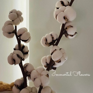 Hoa bông gòn tự nhiên SIÊU TO- Hoa bông gòn khô decor chụp ảnh - trang trí phòng ngủ