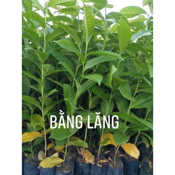 Combo 2 cây bằng lăng tím cao 70-100cm