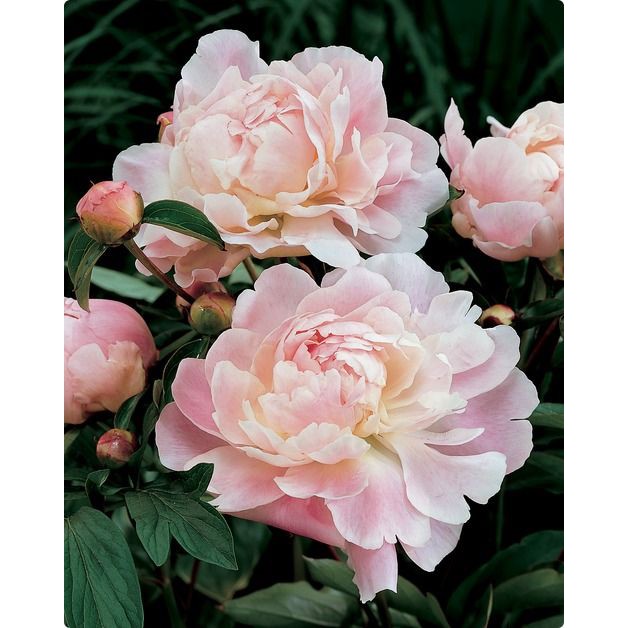 K119 - Khuôn Kim Loại Cắt Hoa Mẫu Đơn