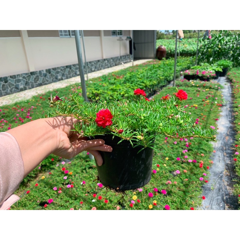 Hoa Mười Giờ Thái Kép Mix Màu🌸🌸
