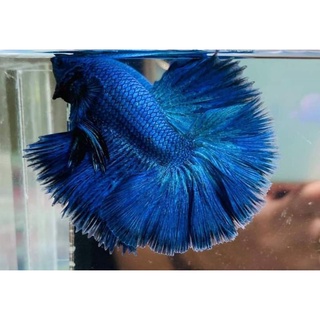 Betta Siêu Đẹp  1 em .Tặng Thức  ăn