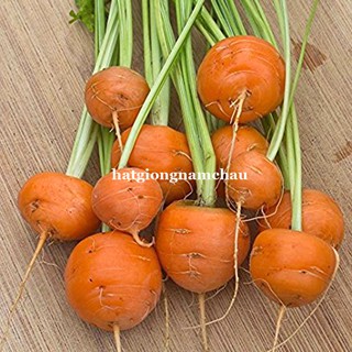 0,5 gr - hạt giống cà rốt tròn