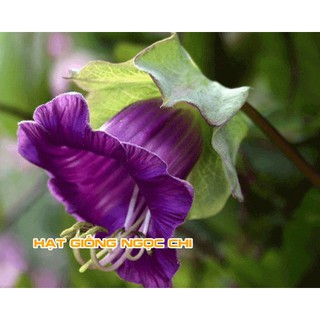 Hạt Giống Hoa Chuông Leo - 5 Hạt