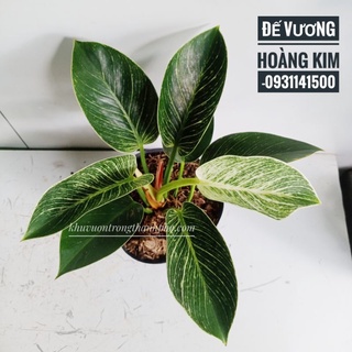 Cây trầu bà đế vương hoàng kim, trầu bà kim cương ( Brikin)